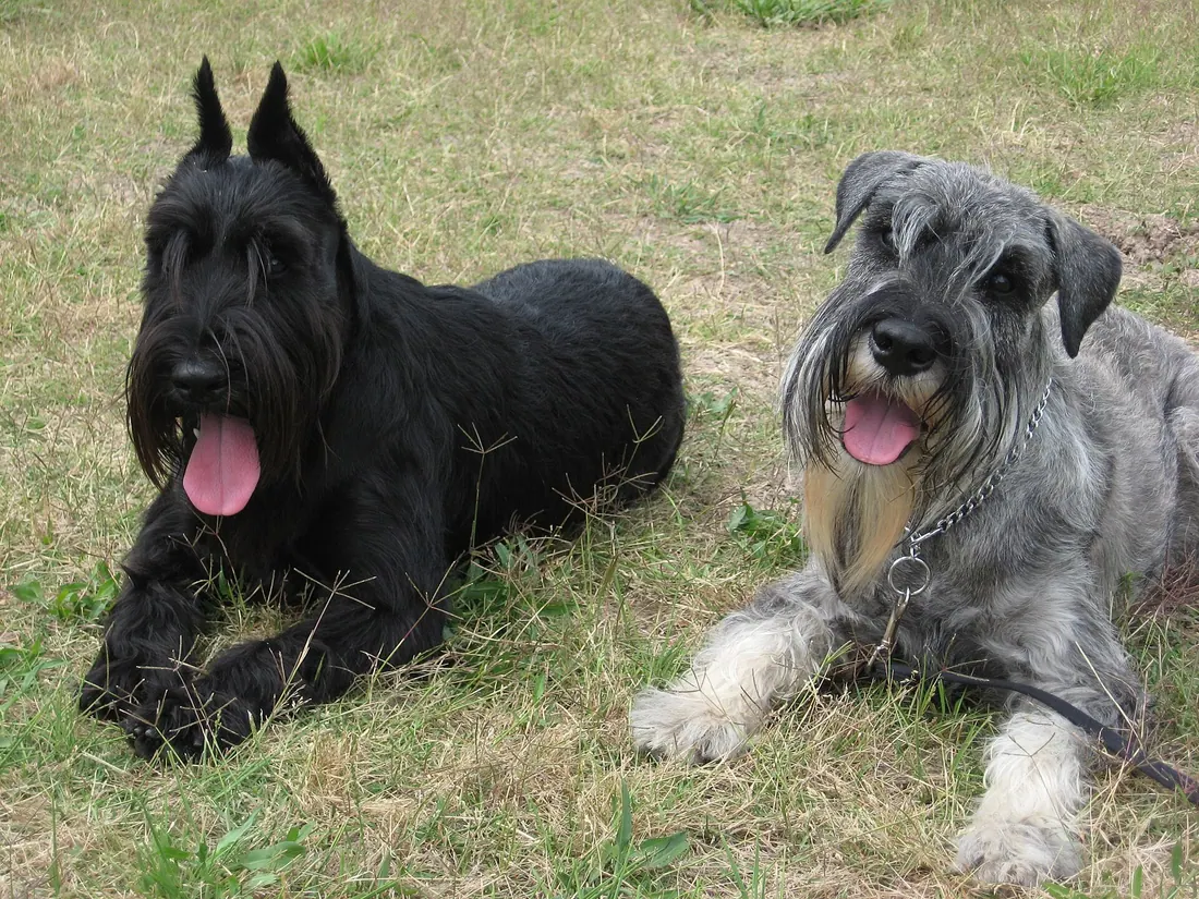 A Standard Schnauzer