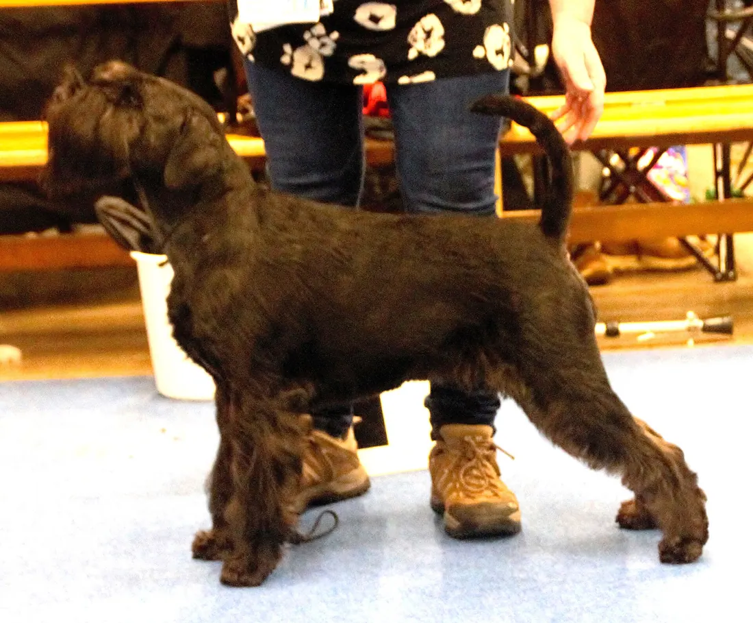 A Standard Schnauzer