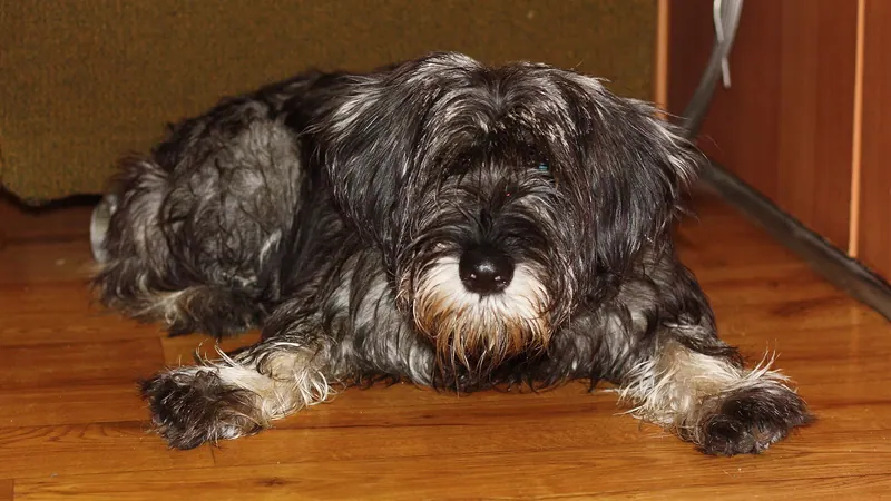 A Standard Schnauzer