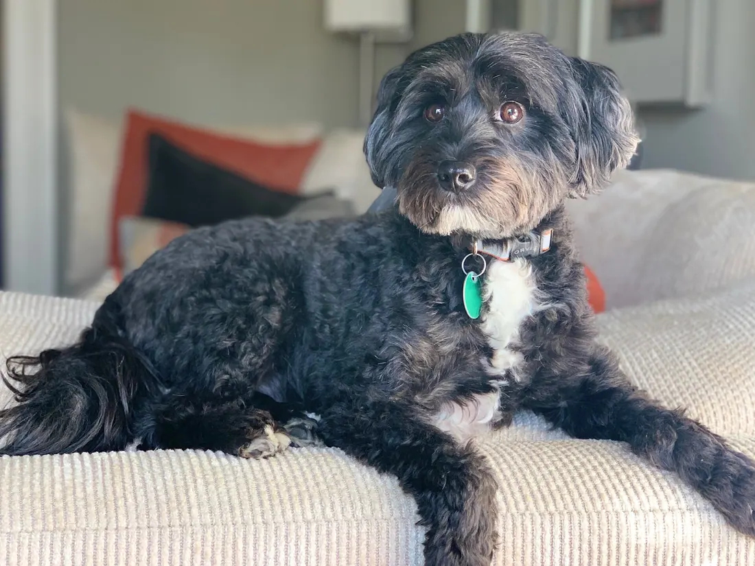 A Tibetan Terrier