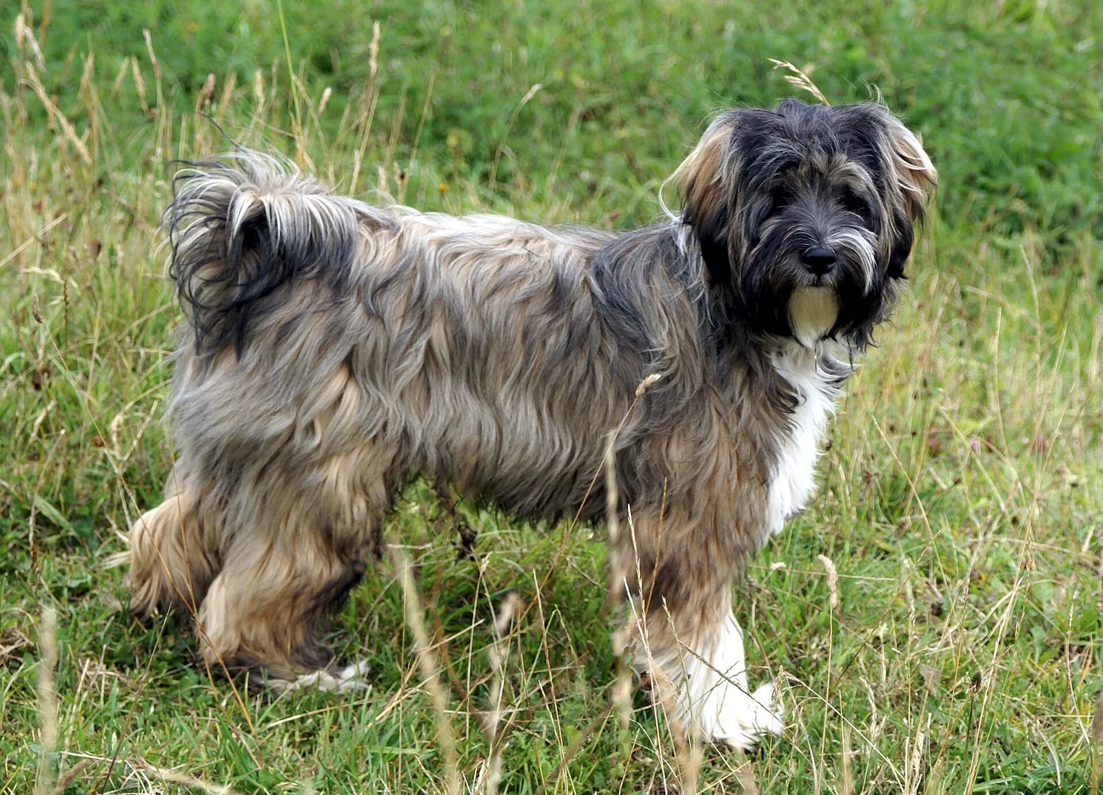 A Tibetan Terrier