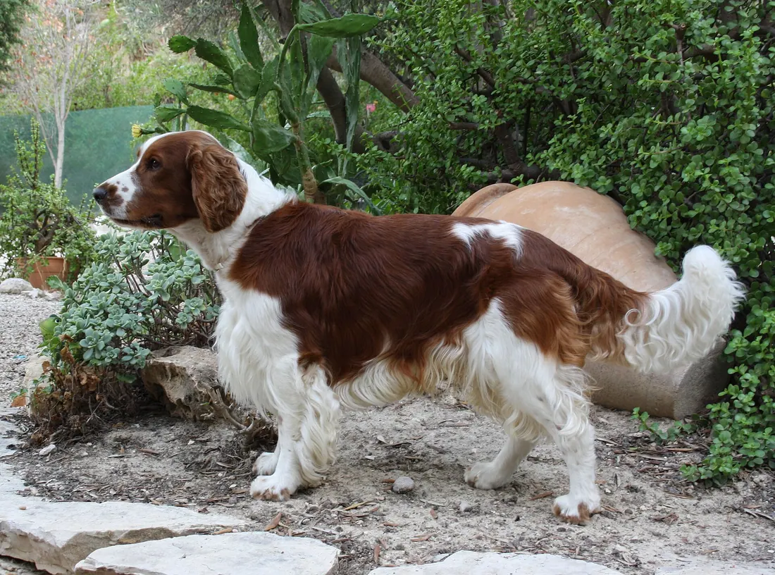 A Welsh Springer Spaniel