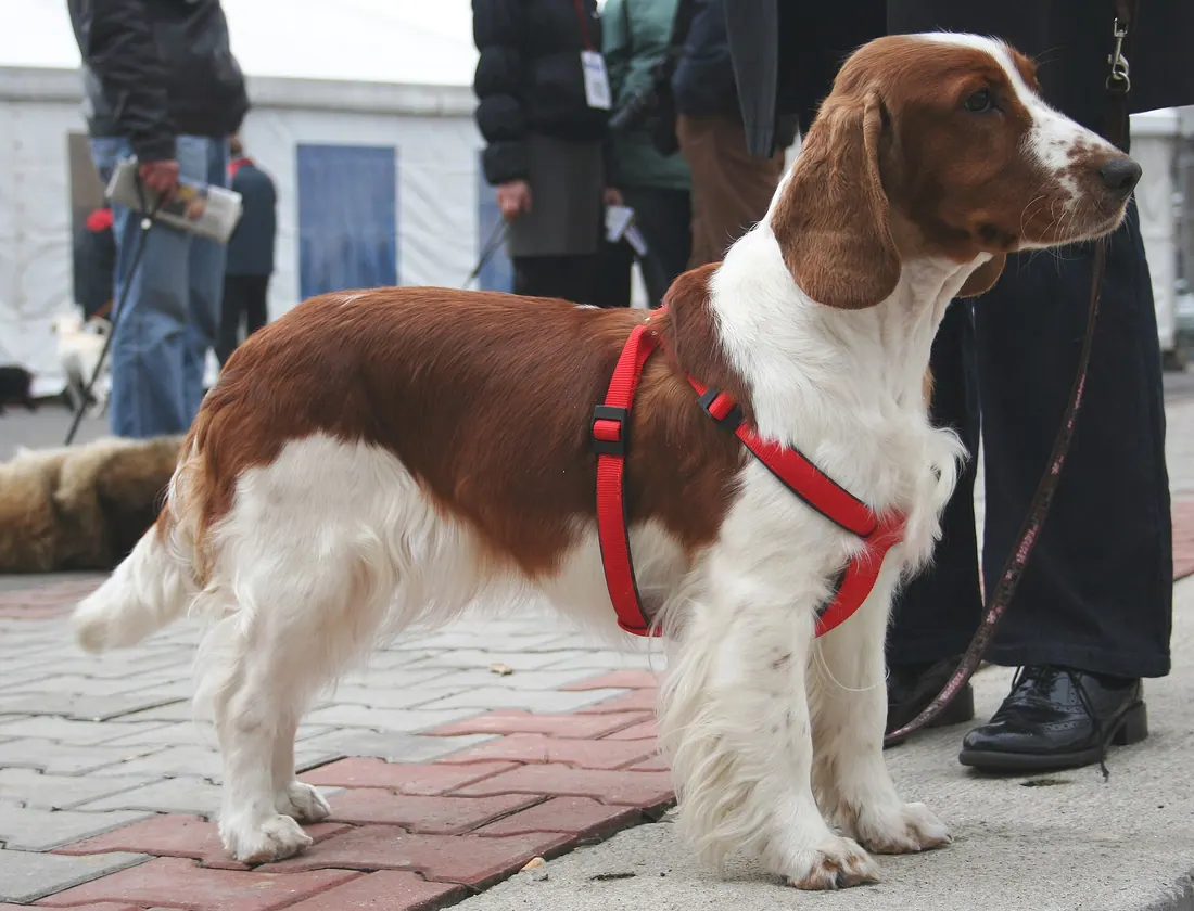 A Welsh Springer Spaniel