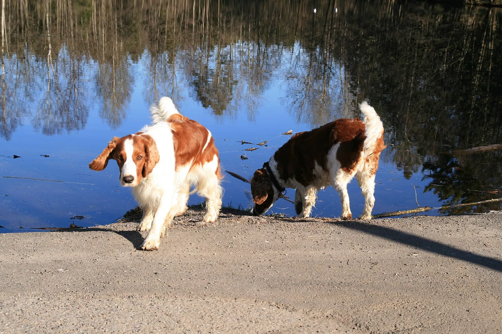 A Welsh Springer Spaniel