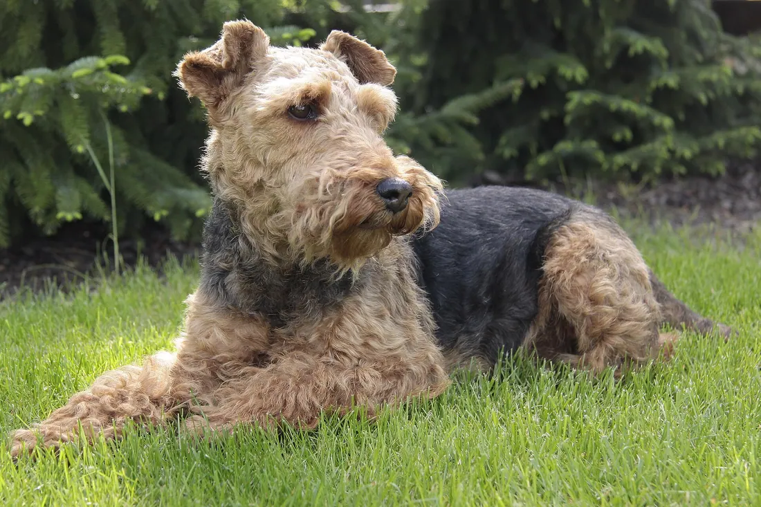 A Welsh Terrier