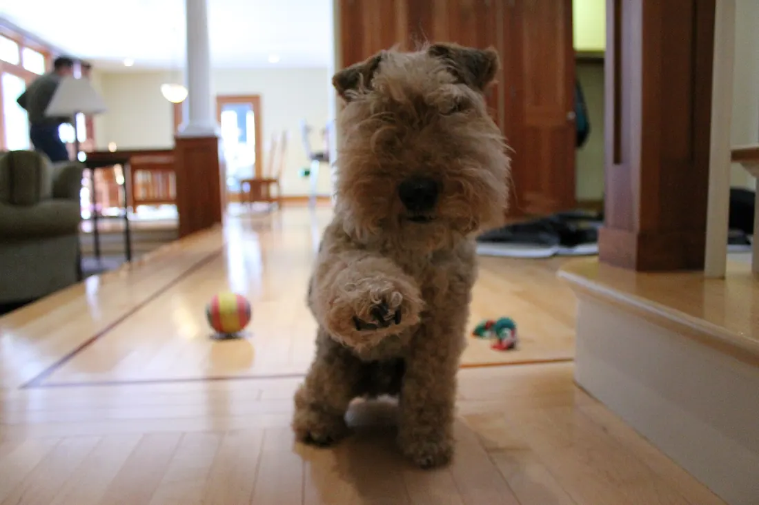 A Welsh Terrier