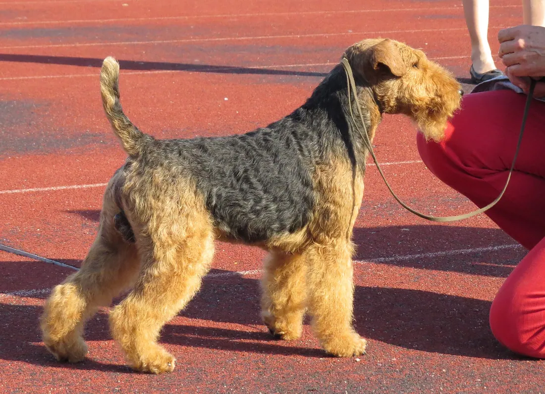 A Welsh Terrier