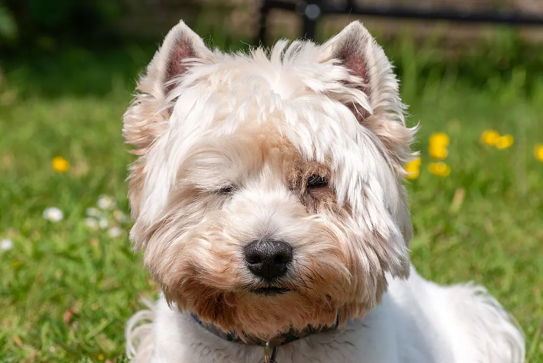 Close-up facial portrait of 15-year-old West Highland White Terrier "Alfie"