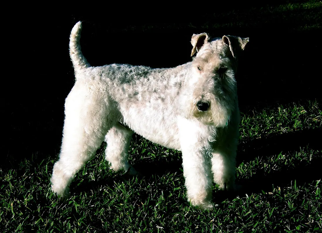 A Wire Fox Terrier