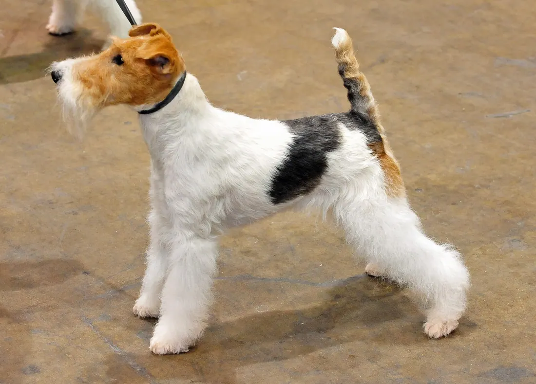 A Wire Fox Terrier
