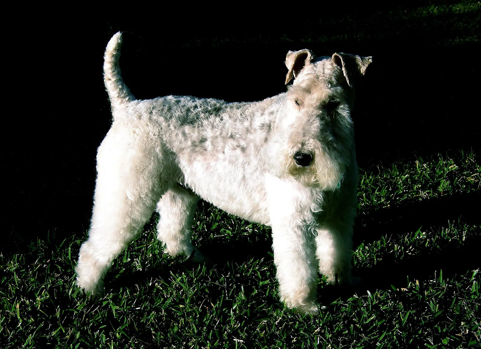 A Wire Fox Terrier
