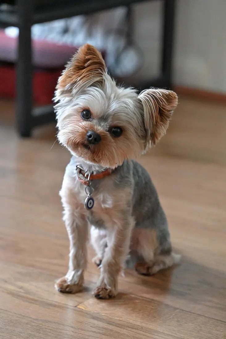 A 2.5-year-old, four pound silver and brown Yorkshire Terrier with a fresh haircut.
