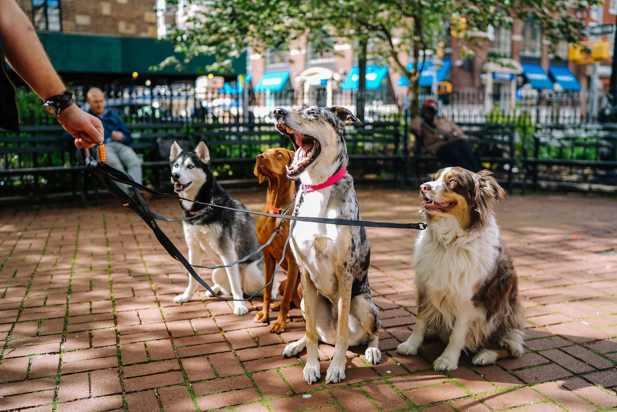Four dogs of different breeds sitting on leads on a New York street, waiting to be walked
